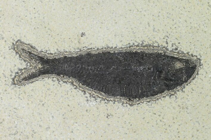 Fossil Fish (Knightia) - Wyoming #140339